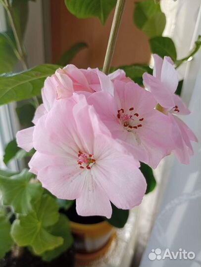 Пеларгонии зональные сортовые