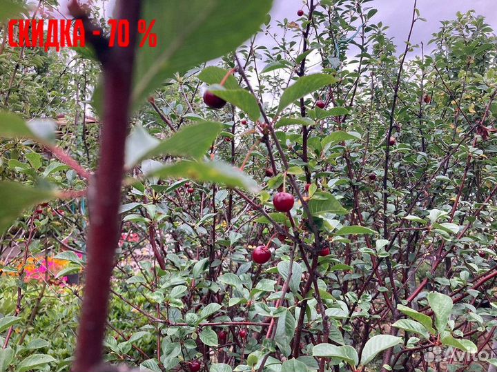 Саженцы плодовых растений, гарантия