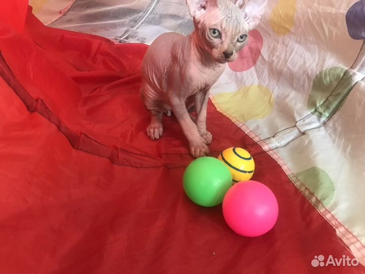 Канадский сфинкс котенок