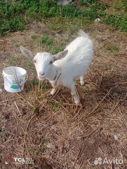 Козел,козы и козочка