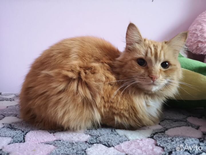 Отдам кота в добрые руки
