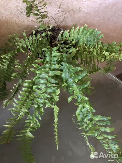 Папоротник филиппинский, мутшн