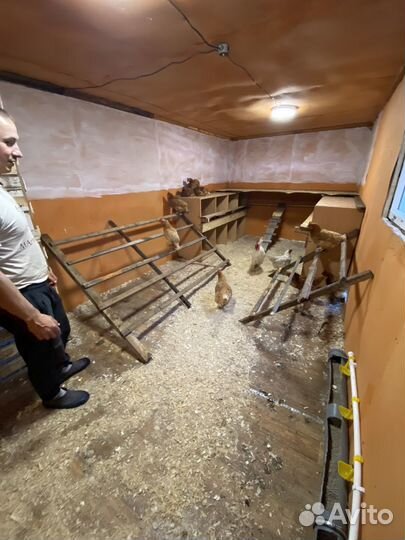 Домашние куриные яйца