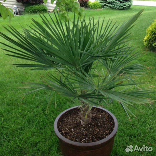 Пальма трахикарпус