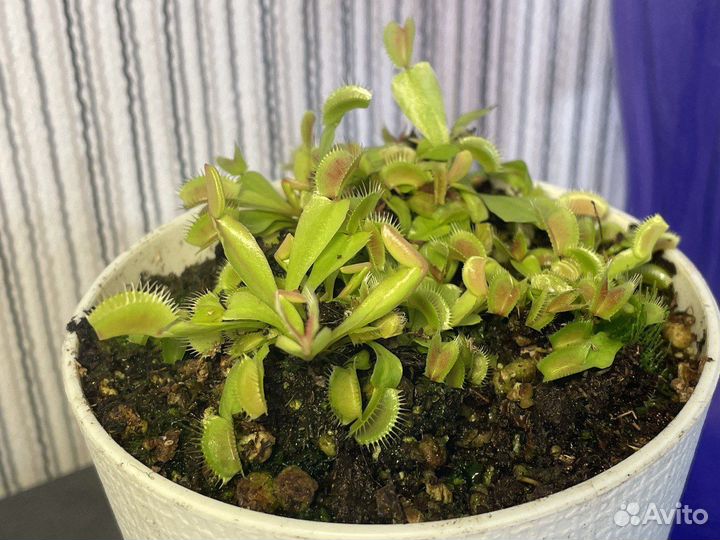 Венерина мухоловка