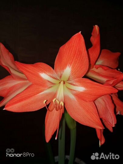 Гиппеаструм