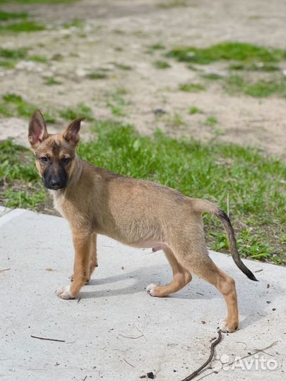 Щенок мальчик