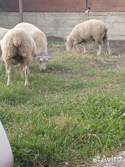Овцы бараны