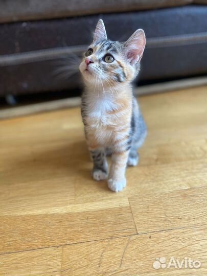 Котенок девочка в добрые руки