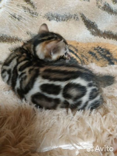 Бенгальские котята