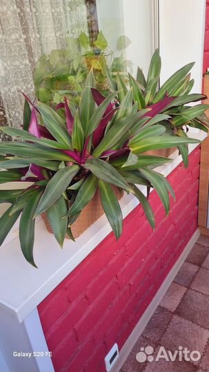 Комнатные растения Традесканция Рэо