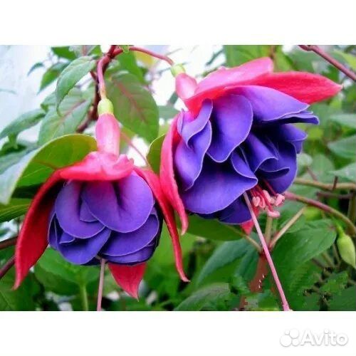 Черенки Фуксии