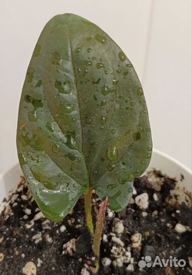 Сингониум эритрофиллум