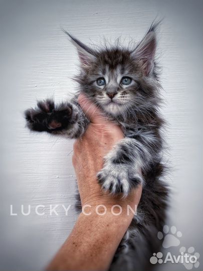Кошечка мейн-кун питомник. бронирование