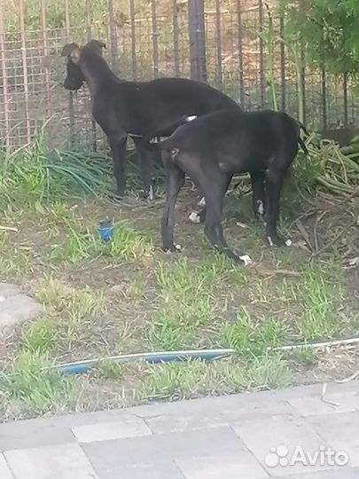 Щенки грейхаунда