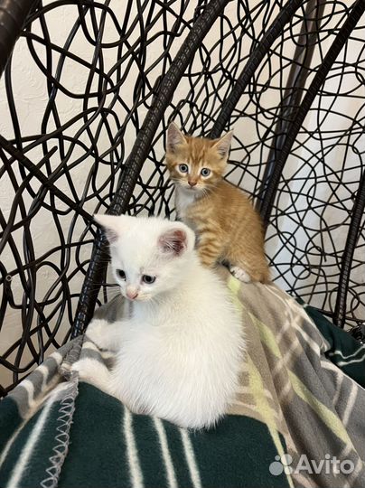 Котята в добрые руки даром