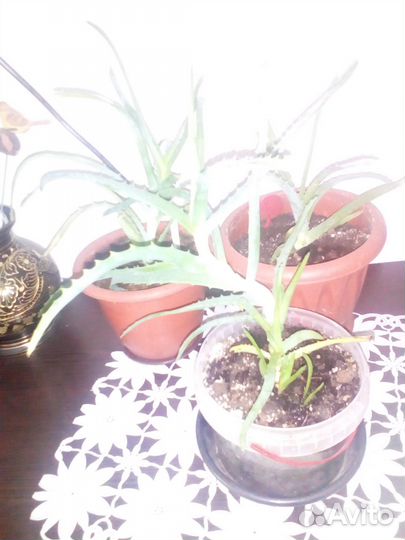 Комнатные цветы