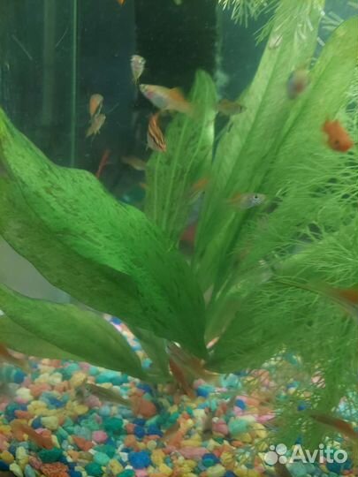 Аквариумные растения
