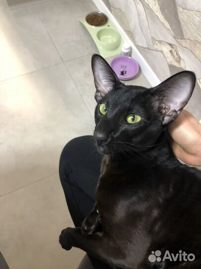 Ориентальные азиатские котята