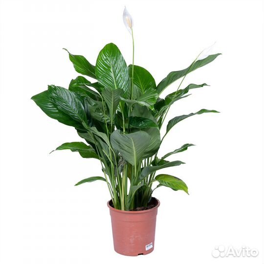 Высокие растения