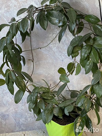 Амазонская лилия,Хатиора,Кислица,Хойя