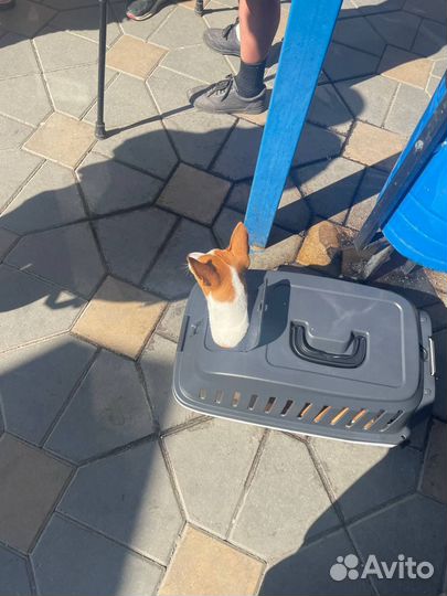 Переноска для собак