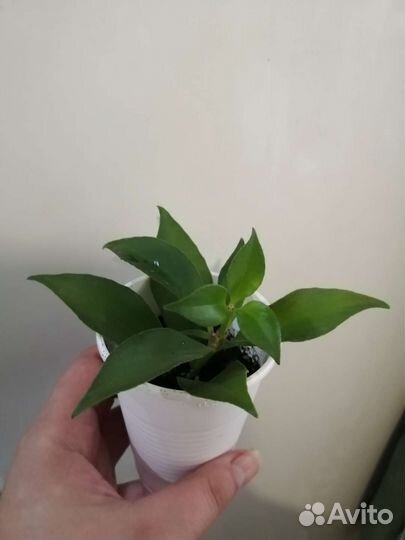 Эсхинантус Aeschynanthus obconicus
