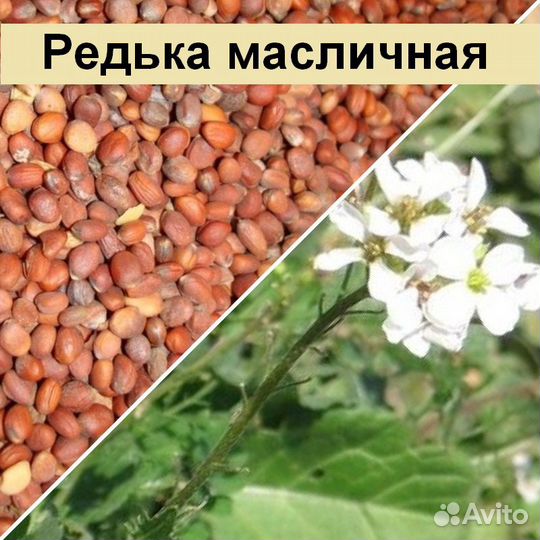 Семена- редька масличная Тамбовчанка