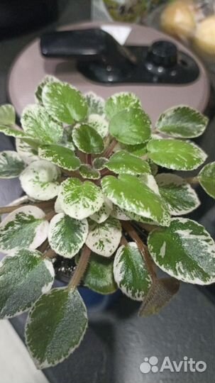 Детки сортовых фиалок