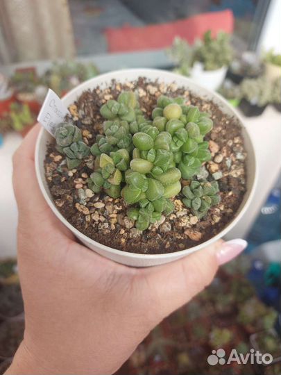 Крассулы суккуленты