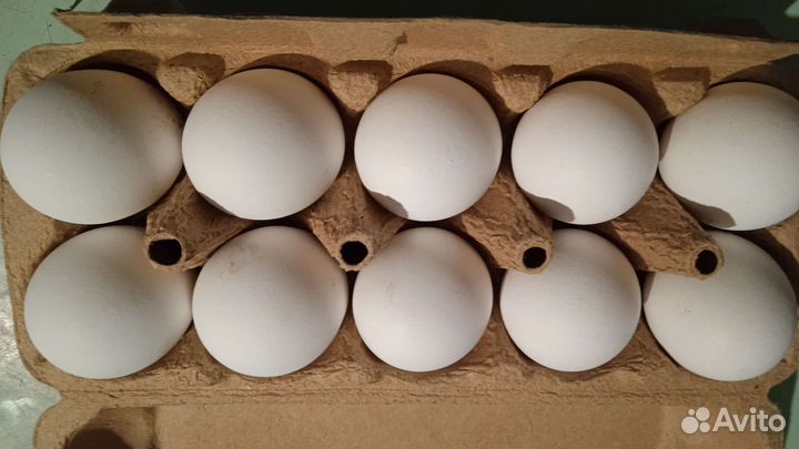 Яйцо мускусной утки,цесариное,белого Леггорна