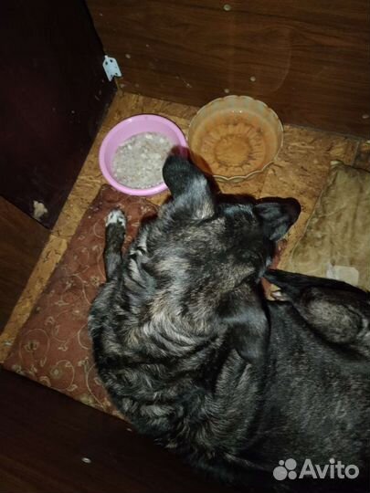 Собака в добрые руки