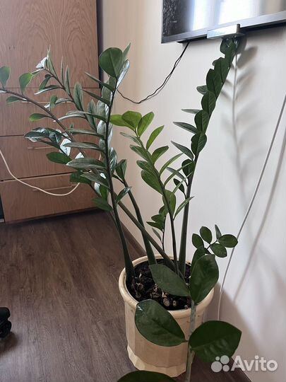 Замиокулькас