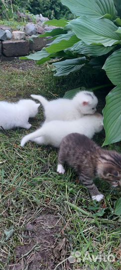 Отдам котят в добрые руки