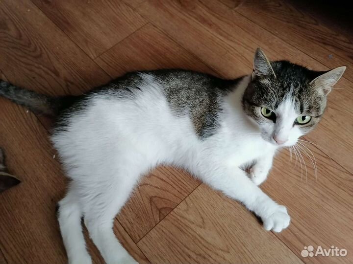 Котики бесплатно в добрые руки