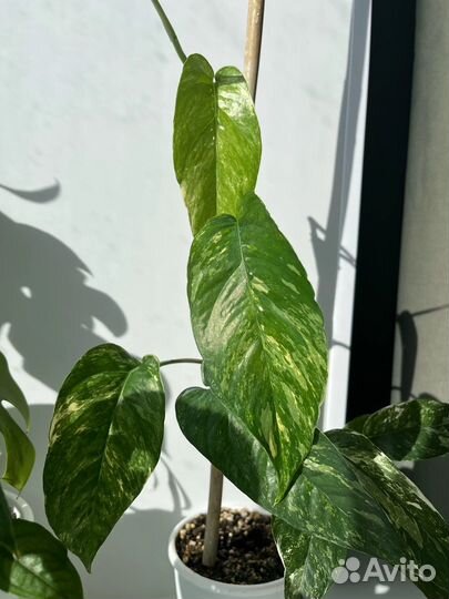 Сингониум Данг нувен