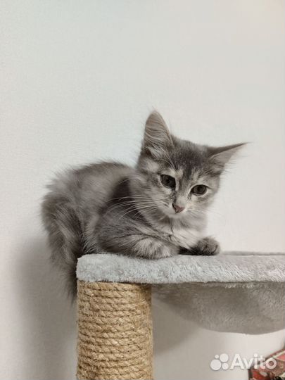 Котёнок