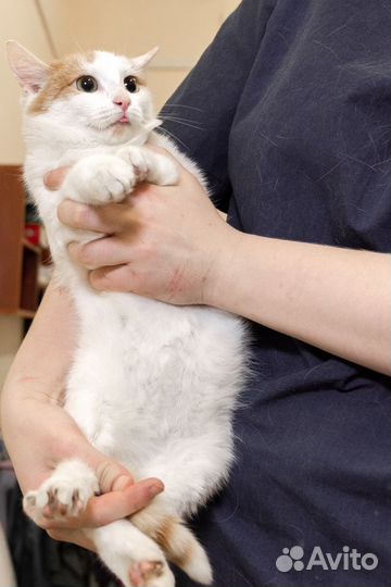 Котенок в добрые руки