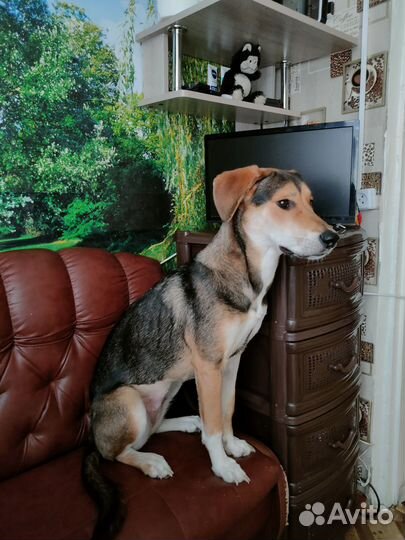 Собака ищет новый дом