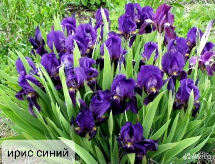 Ирис фиолетовый