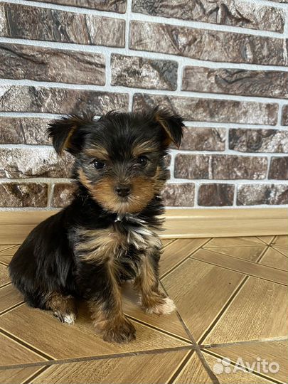 Йоркширский терьер щенки