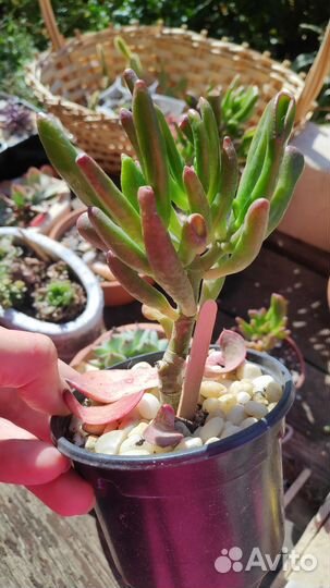 Суккуленты