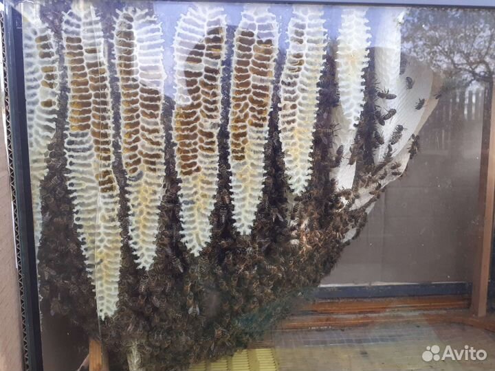 Колода вертикальная Б/У, Борть вертикальная Б/У