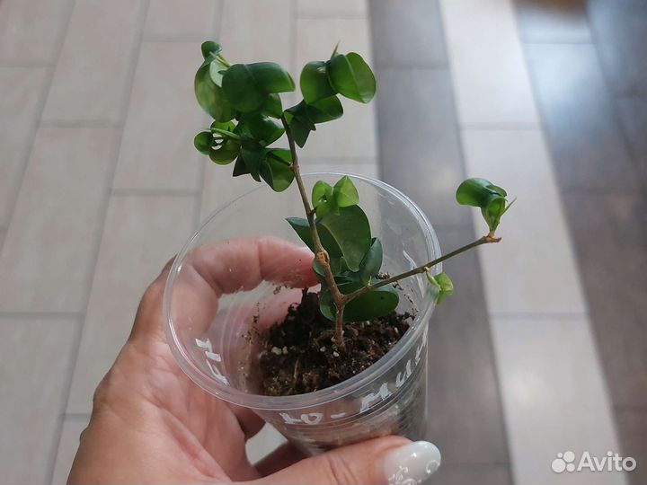 Фикус Барок