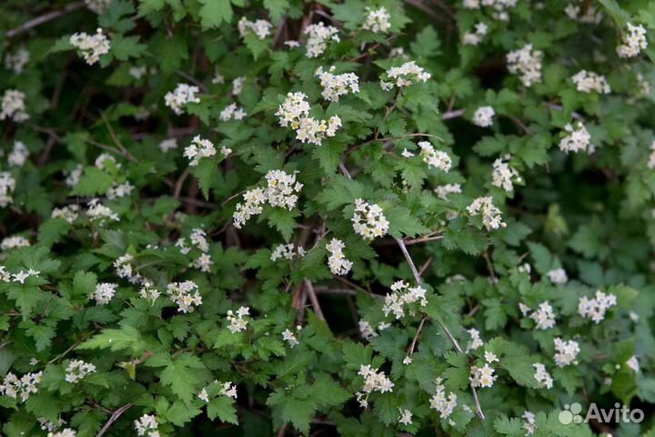 Стефандра, анемона