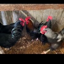 Петух пароды Московская чёрная