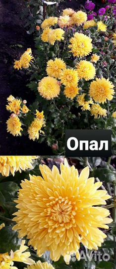 Хризантема