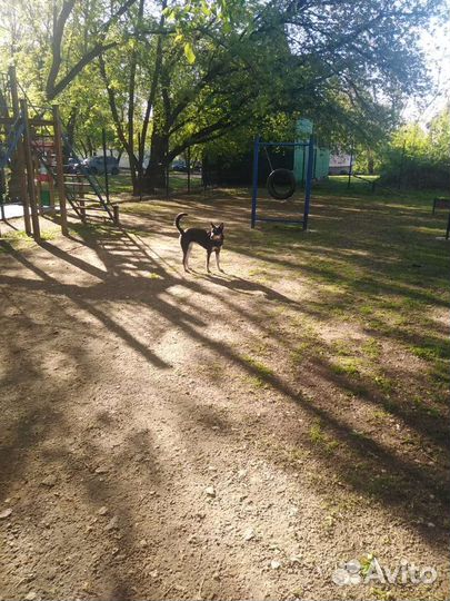 Выгульщик собак