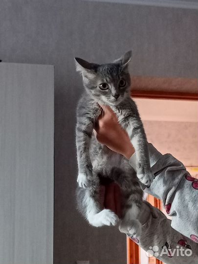 Домашние животные кошки