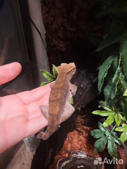 Геккон бананоед